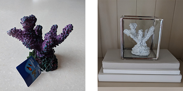 coral before and after