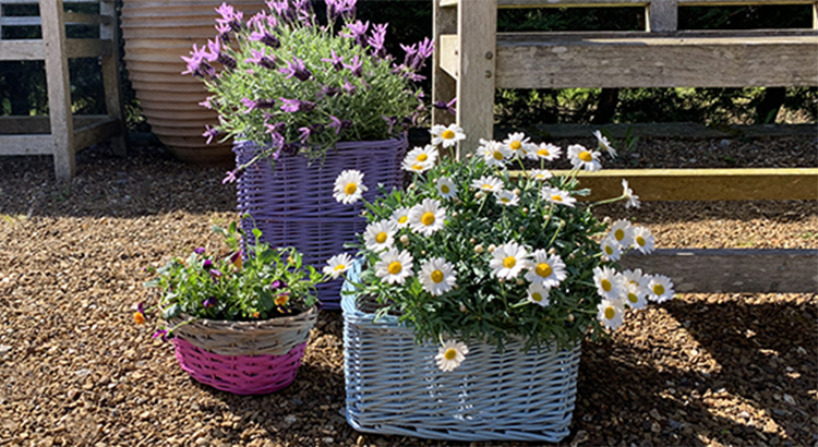 3 - May 19 baskets after featured